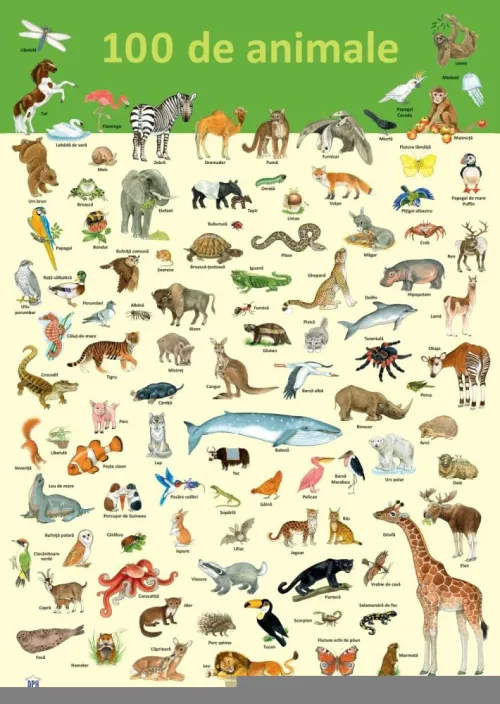 Plansa 100 de animale - 9.64 Lei