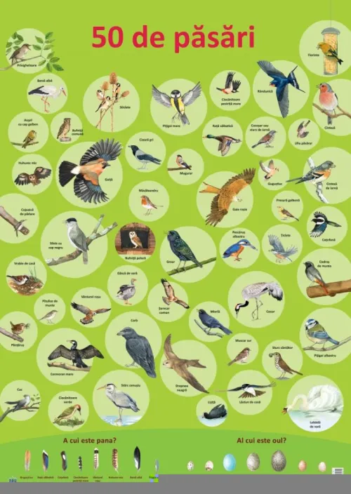 Plansa 50 de pasari - 9.78 Lei