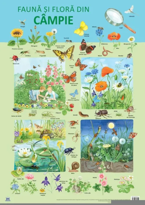Plansa Fauna si flora din campie - 10,19 Lei