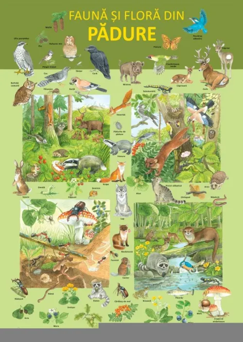 Plansa Fauna si flora din padure - 9.92 Lei