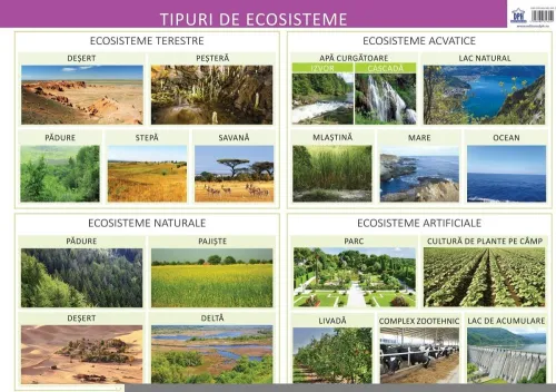 Tipuri de ecosisteme - 8.66 Lei