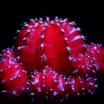 cactus pe fundal negru