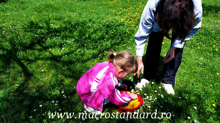 Se culege floarea de papadie