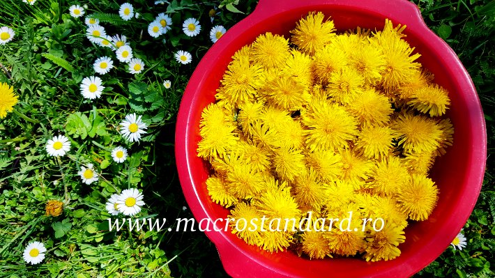 Culegi un bol de flori de papadie