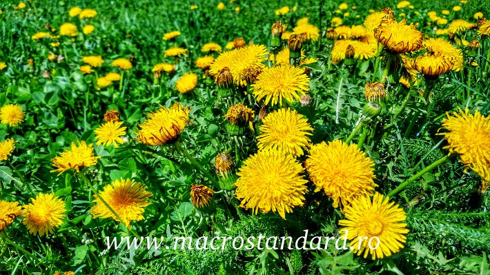 Se alege un camp frumos de papadie insorita