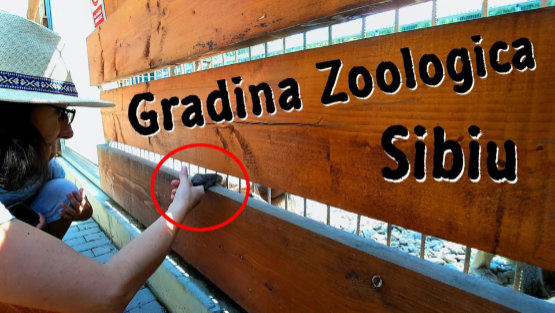 O maimuta de la Gradina Zoologica din Sibiu era sa-mi fure paravantul de la microfon