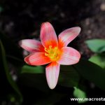 Lensbaby Trio 28 sweet