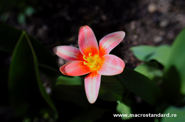 Lensbaby Trio 28 sweet