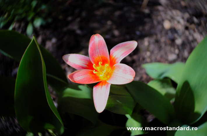 Lensbaby Trio 28 twist