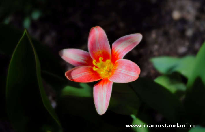 Lensbaby Trio 28 velvet