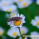 Lensbaby COMPOSER PRO II Edge 50 – macro