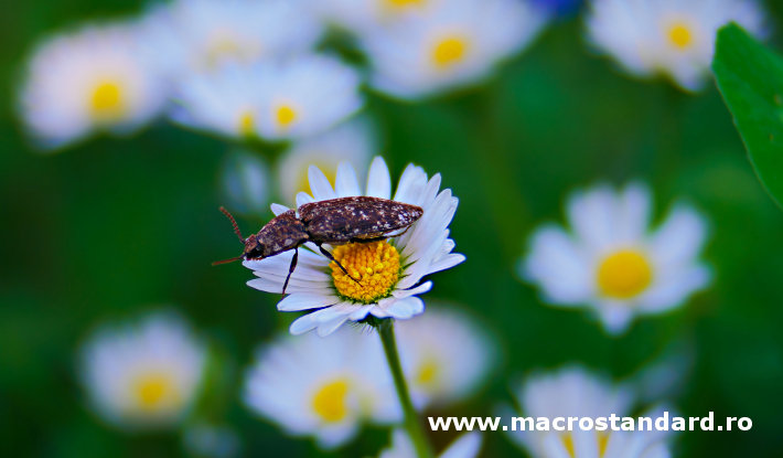 Lensbaby COMPOSER PRO II Edge 50 - macro