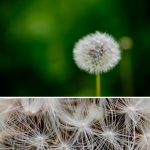 Floare – Samyang 85mm F1.8 ED UMC CS la F1.8