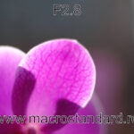 Poza realizata cu obiectivul Cosinon-S 50mm F2 la diafragma de F2