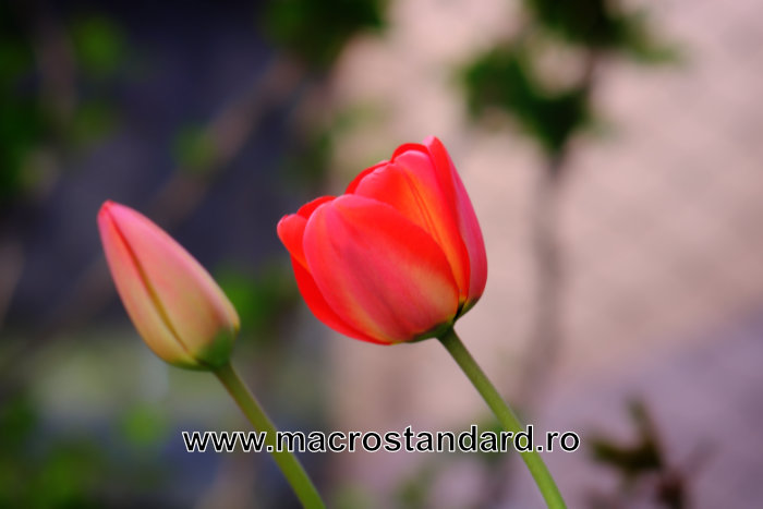 Poza realizata Obiectiv foto Cosinon-T 135mm F2.8 la F2.8