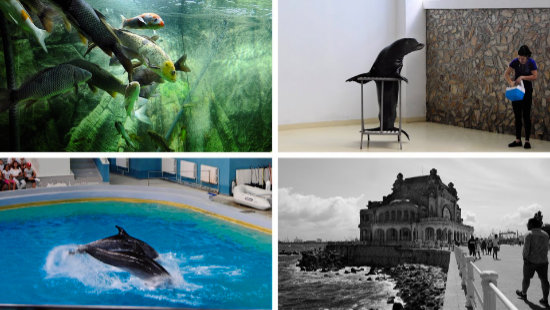 La maraton prin Constanta: Acvariu, Cazinou, Delfinariu, Lei de mare, Micro Delta, Păsări Exotice