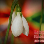 Film tutorial poze ghiocei