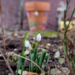 Poza ghiocei Lensbaby Trio 28