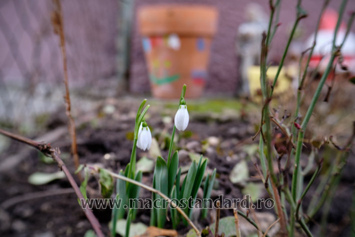Poze ghiocei Lensbaby Trio 28