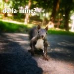 Veveritele din Parcul Sub Arini din Sibiu pe care Vali a dorit sa le vedeti