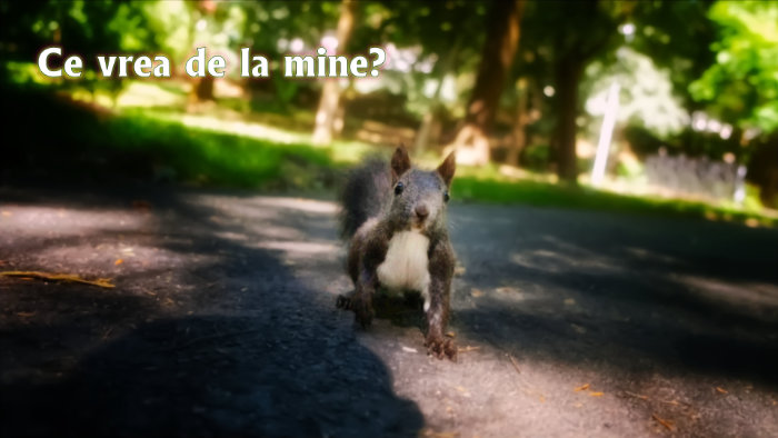 Veveritele din Parcul Sub Arini din Sibiu pe care Vali a dorit sa le vedeti