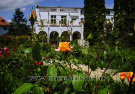 Trandafiri din Gradina Botanica Alexandru Borza Cluj-Napoca
