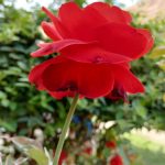 Fotografie Samsung Galaxy A32