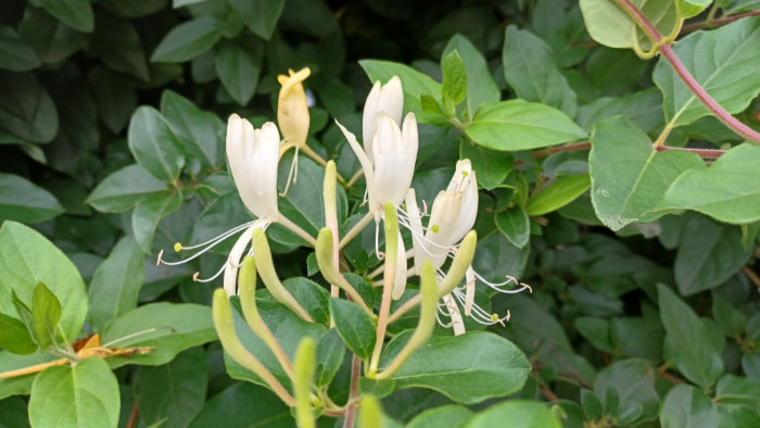 Fotografie Samsung Galaxy A32