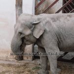 Elefant la Gradina Zoologica din Targu Mures