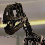 Schelet de dinozaur Dino Parc Rasnov
