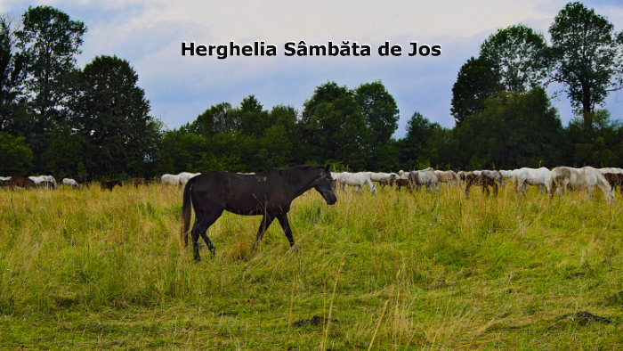 Click aici pentru vizualizare Caii lipitani de la Herghelia Sâmbăta de Jos, județul Brașov Caii lipitani de la Herghelia Sâmbăta de Jos, județul Brașov