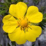 Poza macro la floare